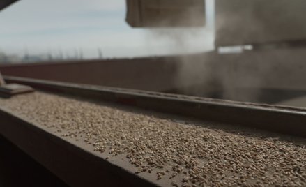 Już cztery kraje UE wprowadziły embargo na zakup zboża z Ukrainy