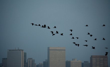 USA: Drapacze chmur zabijają 600 milionów ptaków rocznie