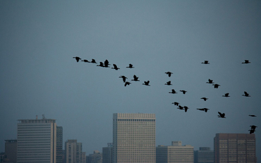 USA: Drapacze chmur zabijają 600 milionów ptaków rocznie