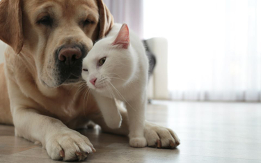 Na leczenie kota czy psa trzeba wydać często fortunę. Można się ubezpieczyć?