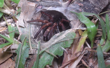Australii grozi inwazja jadowitych pająków. "Mają idealne warunki"