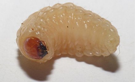 Owady pomogą zwalczyć głód na świecie