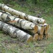 Wycięcie brzozy będzie o 43 tysiące zł tańsze