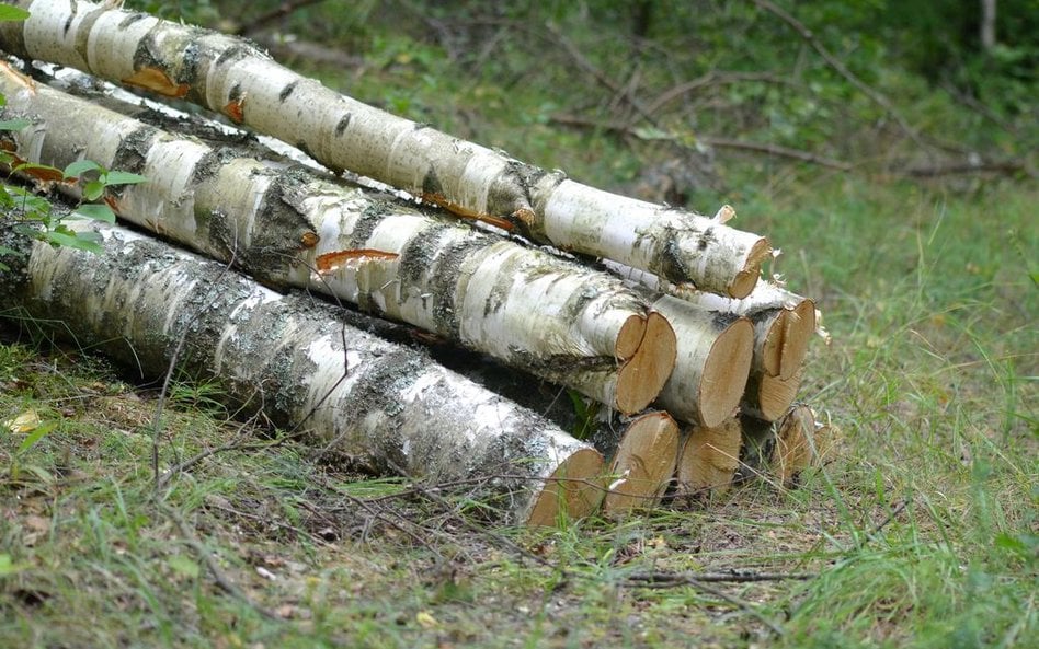 Wycięcie brzozy będzie o 43 tysiące zł tańsze