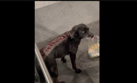 Wygolił psu sierść, bo chciał obrazić Putina. Jest wyrok