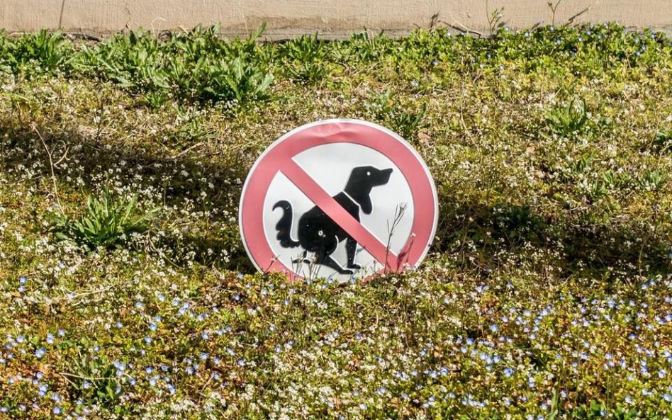 Mandat za wyprowadzanie psa na zapas piachu
