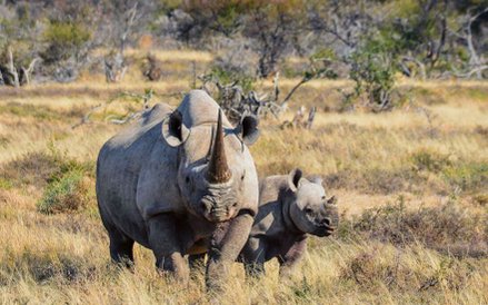 Rzekome właściwości lecznicze rogu nosorożca przyczyniły się do przetrzebienia gatunku.