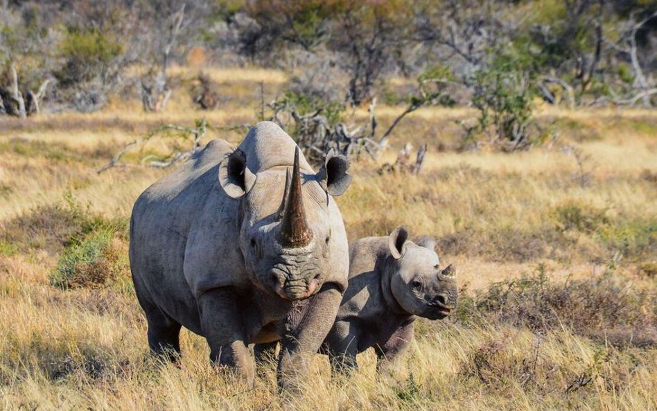 Rzekome właściwości lecznicze rogu nosorożca przyczyniły się do przetrzebienia gatunku.