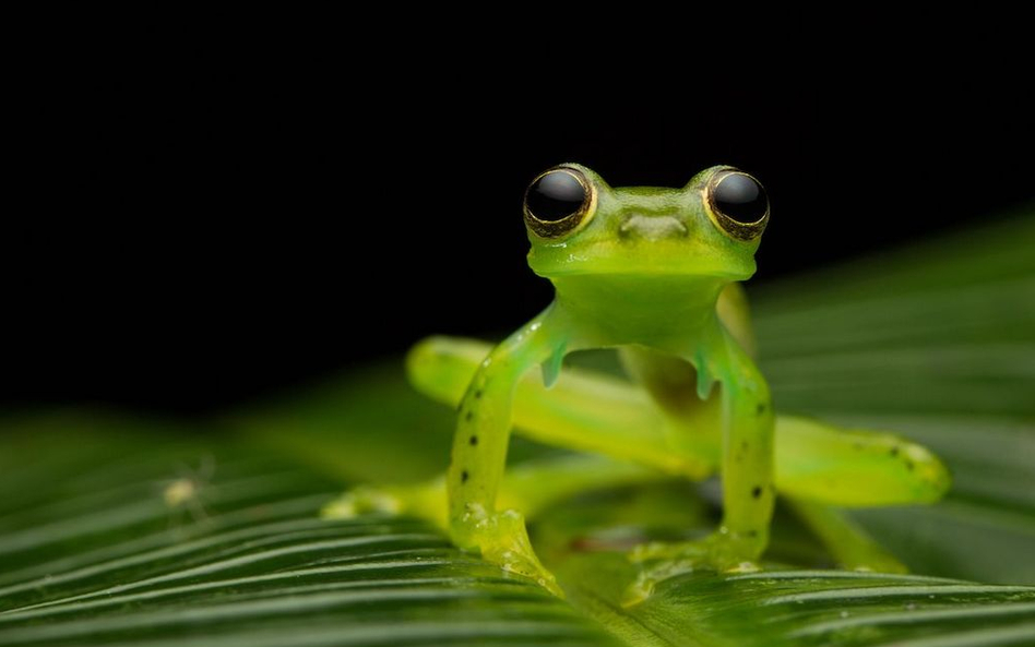 Najlepsze zdjęcia na półkuli południowej. Australian Photography magazine’s Photographer of the Year