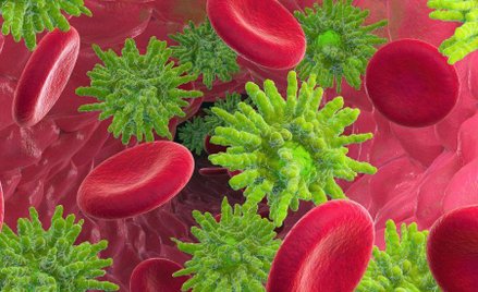 Białaczka jest częstą postacią nowotworu złośliwego występujągo u dzieci. Tak wyglądają komórki nowo