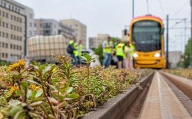 Dominującym elementem zielonych torowisk są mieszanki rozchodników, czyli roślin odpornych na suszę,