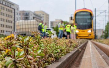 Dominującym elementem zielonych torowisk są mieszanki rozchodników, czyli roślin odpornych na suszę,