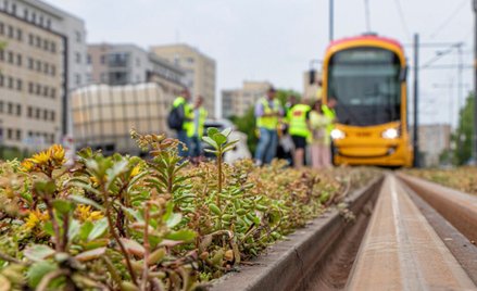 Dominującym elementem zielonych torowisk są mieszanki rozchodników, czyli roślin odpornych na suszę,