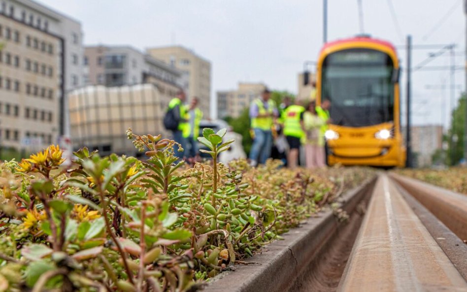 Dominującym elementem zielonych torowisk są mieszanki rozchodników, czyli roślin odpornych na suszę,