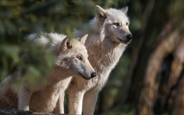 Wataha wilków z ogrodu zoologicznego poddana eutanazji po uśpieniu samca alfa