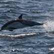 Delfin długopyski (Delphinus capensis)