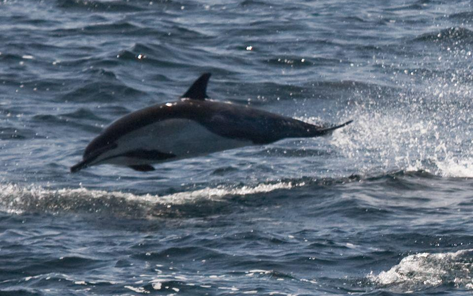 Delfin długopyski (Delphinus capensis)