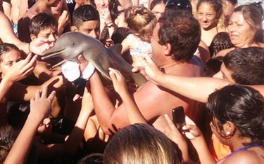 Argentyna: Turyści zamęczyli młodego delfina