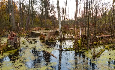 Puszcza Białowieska