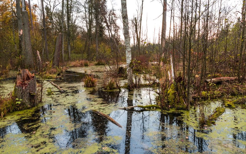 Puszcza Białowieska