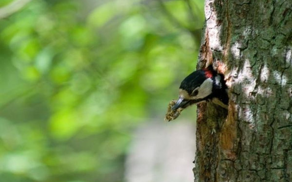 Natura 2000 coraz bardziej przewidywalna