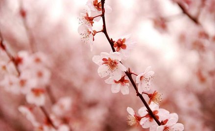 fot. KIUKO