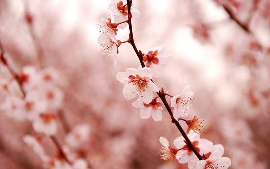 fot. KIUKO
