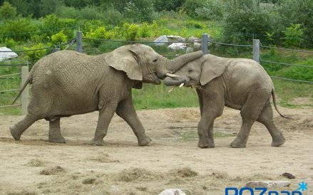 ZOO w Poznaniu jest jednym z największych ogrodów zoologicznych w Polsce.