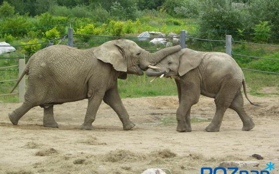 ZOO w Poznaniu jest jednym z największych ogrodów zoologicznych w Polsce.