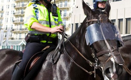 Koń, który został Czarnym Kotem