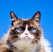 Grumpy Cat nie żyje. Internet płacze