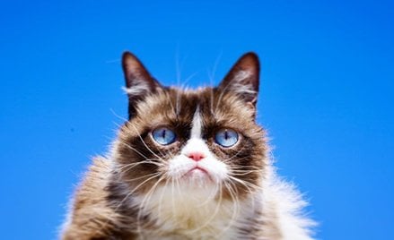 Grumpy Cat nie żyje. Internet płacze