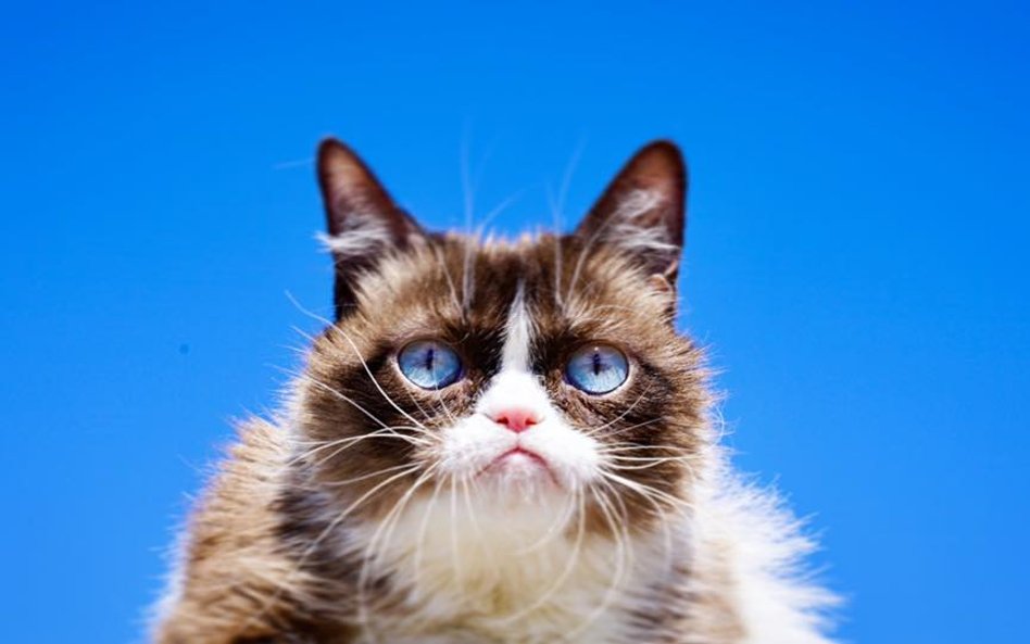 Grumpy Cat nie żyje. Internet płacze