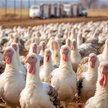Wielkie stada ptaków hodowlanych padły ofiarą nowej fali zachorowań na ptasią grypę