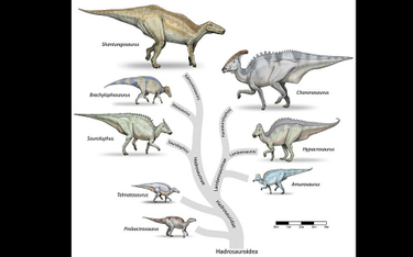 Rodzina Hadrozaurów
