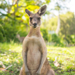 Australia: Kierowca rozjeżdżał kangury. "Niewyobrażalna rzeź"