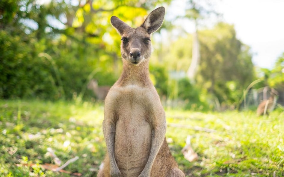 Australia: Kierowca rozjeżdżał kangury. "Niewyobrażalna rzeź"