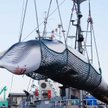 Japonia wraca do przemysłowego mordowana wielorybów