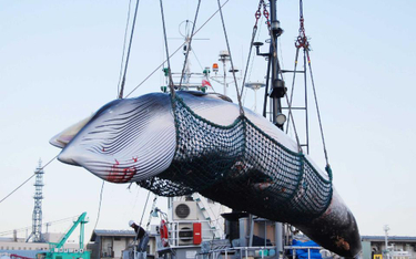 Japonia wraca do przemysłowego mordowana wielorybów