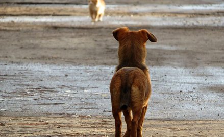 Gminny program opieki nad bezdomnymi zwierzętami do końca marca