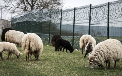 Australia będzie wyjaśniać śmierć 2400 owiec