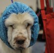 Spanielka Jennifer w poczekalni u psiego fryzjera w Nowym Jorku