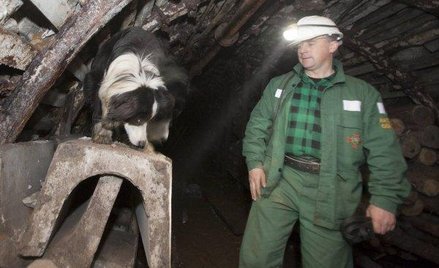 Psy-ratownicy pracują w kopalni