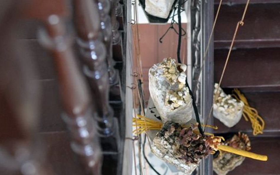 Iza Tarasewicz, The Means, The Milieu, 2015 (fragment),