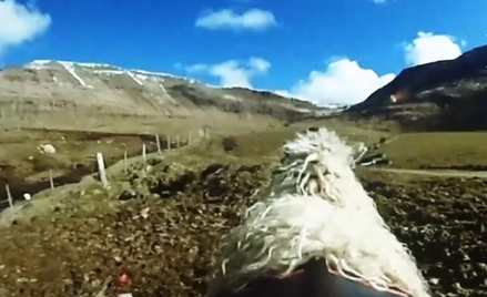 Owce alternatywą dla Google Street View