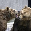 Warszawskie ZOO wydało przewodnik o swoich zwierzętach wydrukowany w alfabecie Braille'a.