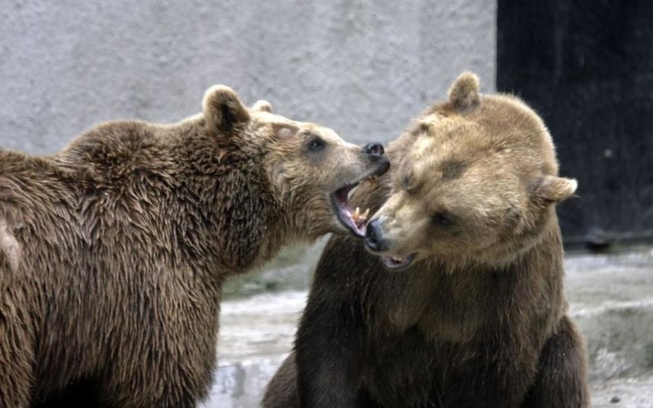 Warszawskie ZOO wydało przewodnik o swoich zwierzętach wydrukowany w alfabecie Braille'a.