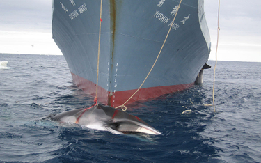 Japonia wraca do komercyjnych połowów wielorybów