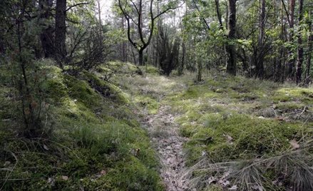 Można się domagać zwrotu lasów