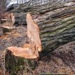 Usuwanie drzew pod inwestycje jest możliwe, wiąże się jednak z określonymi zobowiązaniami inwestora